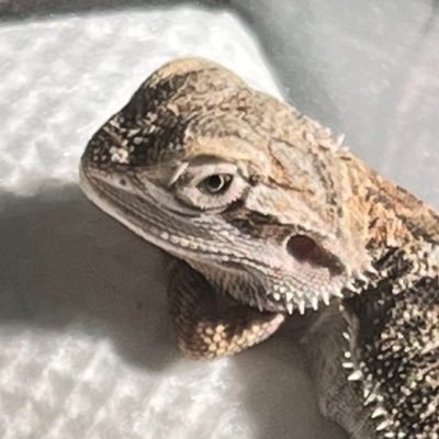 あまのさんのプロフィール画像