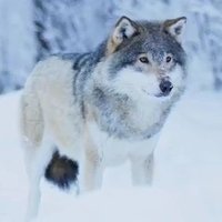 🇨🇦maple leafs 4 ever🇨🇦 (@canadiantml) 's Twitter Profile