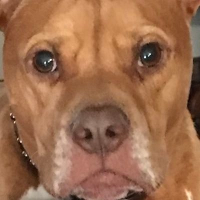 sweetguarddog Profile Picture