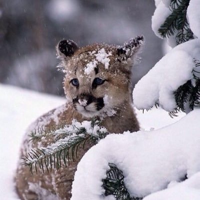 WSURedZone's profile picture. WSU Alumni #Wazzu #GoCougs