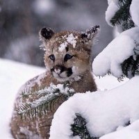 WSU Red Zone (@wsuredzone) 's Twitter Profile