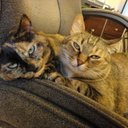 Erica Crane - @emmcrane - Twitter