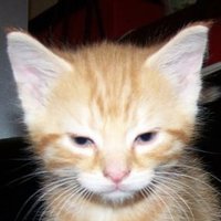 Cynics R'US. 🐈‍⬛Screaming into the void. (@emmamarze) 's Twitter Profile Photo