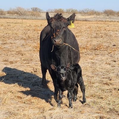 Raise Angus cattle. Bulls for sale. Love my grandkids. Texas Tech Red Raider fan.