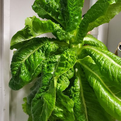 kontrolTbest's profile picture. 