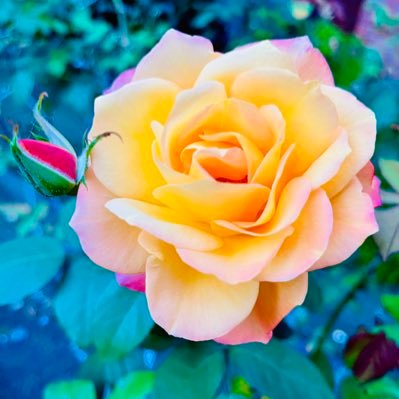 sleep_akaimo's profile picture. 隠居/あらがえない腐女子⚠️/📷したりたまに仮装/cqlｹﾞ謎🍃🎺🌙🐟