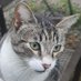 cat (@nousernamemoai) Twitter profile photo cat (@nousernamemoai) Twitter profile photo