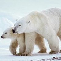 Peter (@phang_ptr) 's Twitter Profile Photo