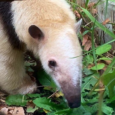 ショウさんのプロフィール画像