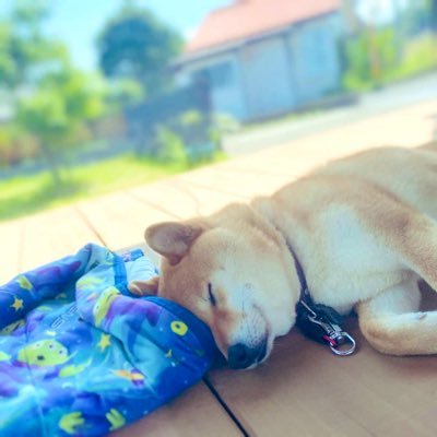 柴犬のツイートをしたいと思います。 柴犬「ひめ」♀7歳。毛色は赤です。3歳の時に里親になりました。あった出来事を発信するだけの自己満足アカウントです🙇‍♀️無言フォローすみません💦 よろしくお願いします。H関係のお誘いはすぐブロックします。