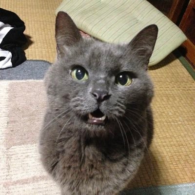 猫飼いたい。iPhoneの修理屋さんやってます！！！！！！！！あとギターとかベースとか電化製品とか車とかいじる。彼女→@Mbi9d3neGRAA2cB