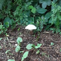 Roaring Mouse (@roaringmouse5) 's Twitter Profile