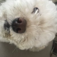 Toto (@vietomas) 's Twitter Profile