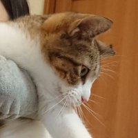 チヨ子 (@broiledshrimp) Twitter profile photo