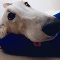 ボルゾイ チャイ (@borzoi_chai) Twitter profile photo