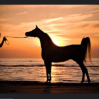 Anas🐎 (@ans_otb) 's Twitter Profile