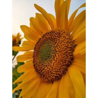 DnsnowdriftFt's profile picture. Sunflower for luna Anoma Gnoma (🧙‍♂️,🧙‍♂️)