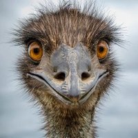 Even Steven (@evenstevenmb) 's Twitter Profile