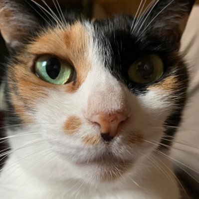 雪猫さんのプロフィール画像