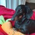 Dachshund (@dachsunlover) Twitter profile photo Dachshund (@dachsunlover) Twitter profile photo