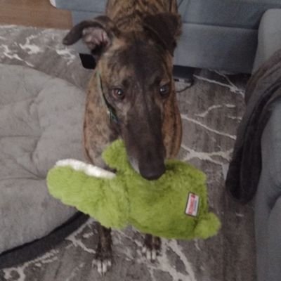 Just off the track and finding my paws.Taking over from my 🌈 fursister, Molly. insta: @bernadettethegreyhound and mastodon @bernadettethegrey@mastodonapp.uk