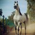 elegant horse (@ahmad1973zx) Twitter profile photo elegant horse (@ahmad1973zx) Twitter profile photo