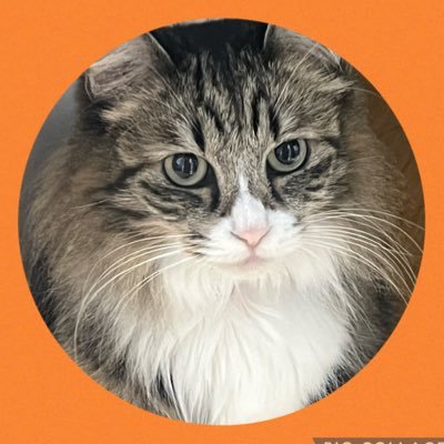 Rinka1608's profile picture. 猫が好き