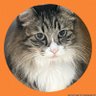 Rinka1608's profile picture. 猫が好き