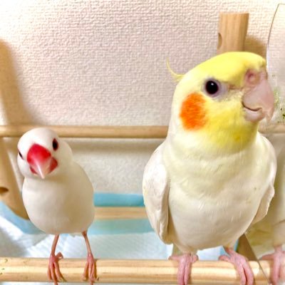 オカメインコ→ジェイ君 文鳥→ゆきち    オカメインコと文鳥Love