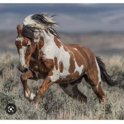 WildHorses346 Profile Picture