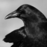 Carl T. Bergstrom (@ct_bergstrom) 's Twitter Profile