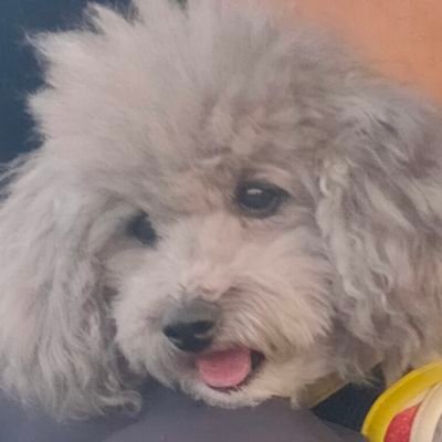 X（旧Twitter）見る機会が以前と比較してめっきり減りましが、たまにはつぶやきしていきたいと思います😃最近は近所をぐるぐる周るランニングおじさんと化してます。