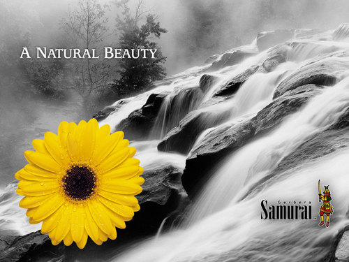 SarminSultana3's profile picture. 