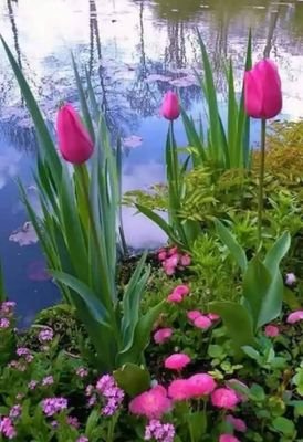 lzmnqsy3's profile picture. بكالوريوس حقوق