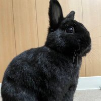 トム (@robamimi043ma) 's Twitter Profile
