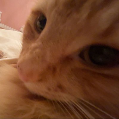gaplie’l 🐱さんのプロフィール画像