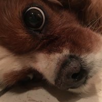 ユウ (@zcf0v193c) 's Twitter Profile