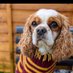 Dexter the Cavalier (@dextercavalier) Twitter profile photo Dexter the Cavalier (@dextercavalier) Twitter profile photo