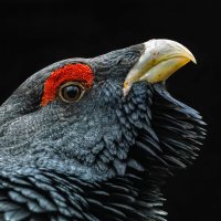 SERRANOOK (@serranook) Twitter profile photo