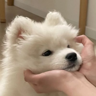 ♡✧.* ppkritt & bbillkin ; 🐶🐈 — ✿ since 2017 and still counting ♯ ♡´🐄𓈒 𓂂𓏸❔