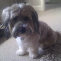 Jo Lo (@jolo65239478) 's Twitter Profile Photo Jo Lo (@jolo65239478) 's Twitter Profile Photo