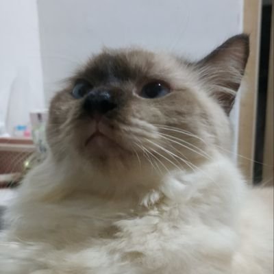 cattodono's profile picture. not in use