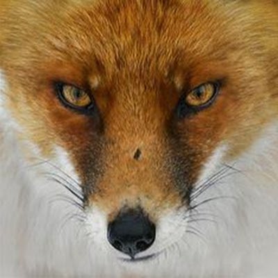 FoxdeForeFox's profile picture. 