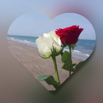 merry_mourad's profile picture. 