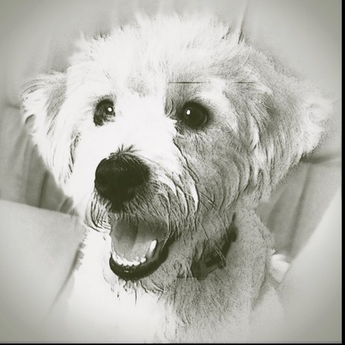 sato_166's profile picture. twitter 初心者 photo & Mac 大好きおじさんです宜しく。photoはカラーフィルムが普及し始めた頃からの趣味。Macは始めて触れたDynaMacに魅了、以来Macファン。（購入したのはだいぶ後ですがf^_^;)。仕事はDriver（車の色は黒） 名古屋及び近郊で神出鬼没 ‼