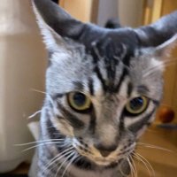 猫ちゃん』の評価や評判、感想など、みんなの反応を1日ごとにまとめて ...