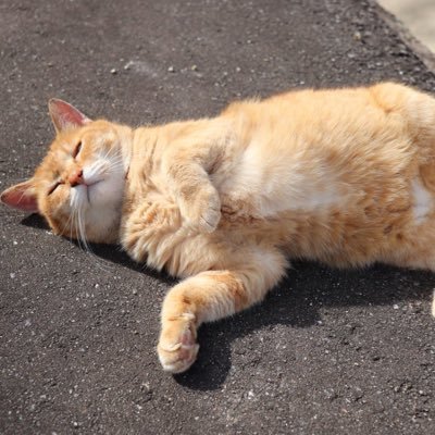 ネコ アナウンサー 記者さん 予報士さんが好きな奇特なやつ🐱たけたん・いっころ推し/腕章 腕まくり メガネ クールビズで喜びます🙌/ 顔は1つしか無いのにコスメ集めがち/インク沼/ノラ防災士👷 /ストップ✋番組表詐欺⚠️🚨❌ 名前書け💢💢💢◎意見には個人差◎