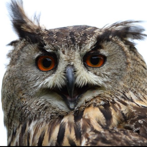 ssnorthstar's profile picture. 