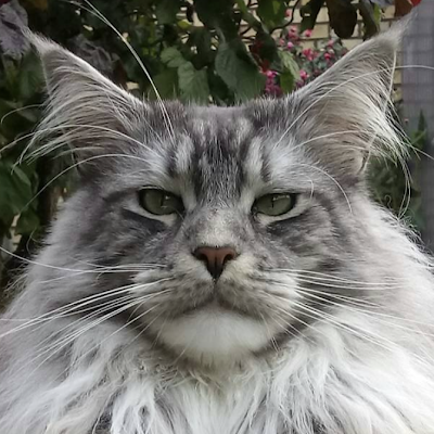 SirMichaelKnig4's profile picture. 