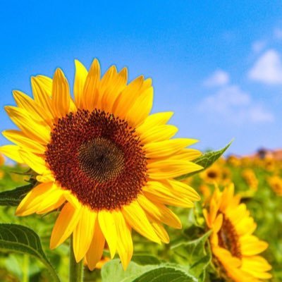 hayashi9319's profile picture. 